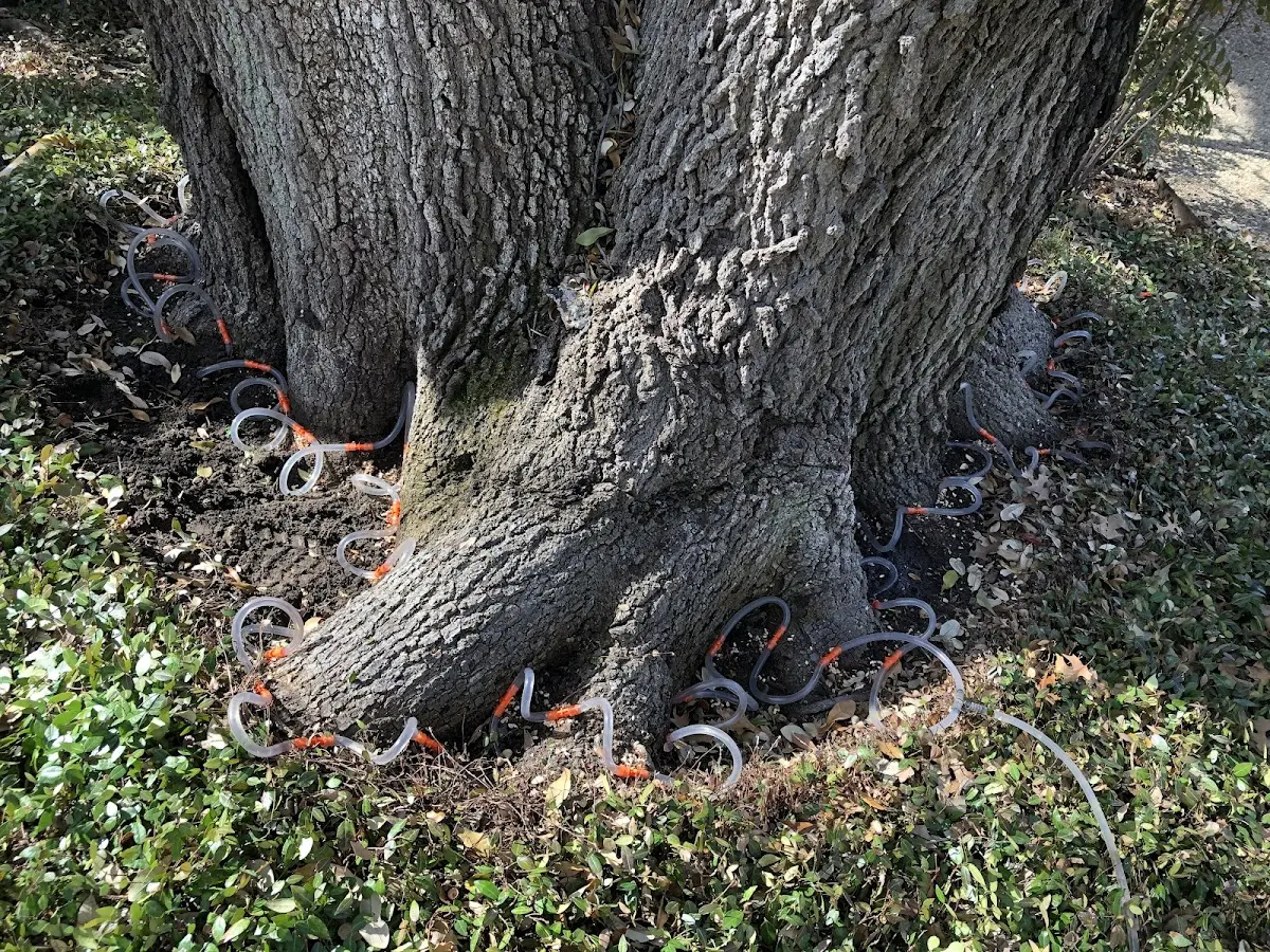 Detailed Tree Cabling and Bracing job site in Rayville