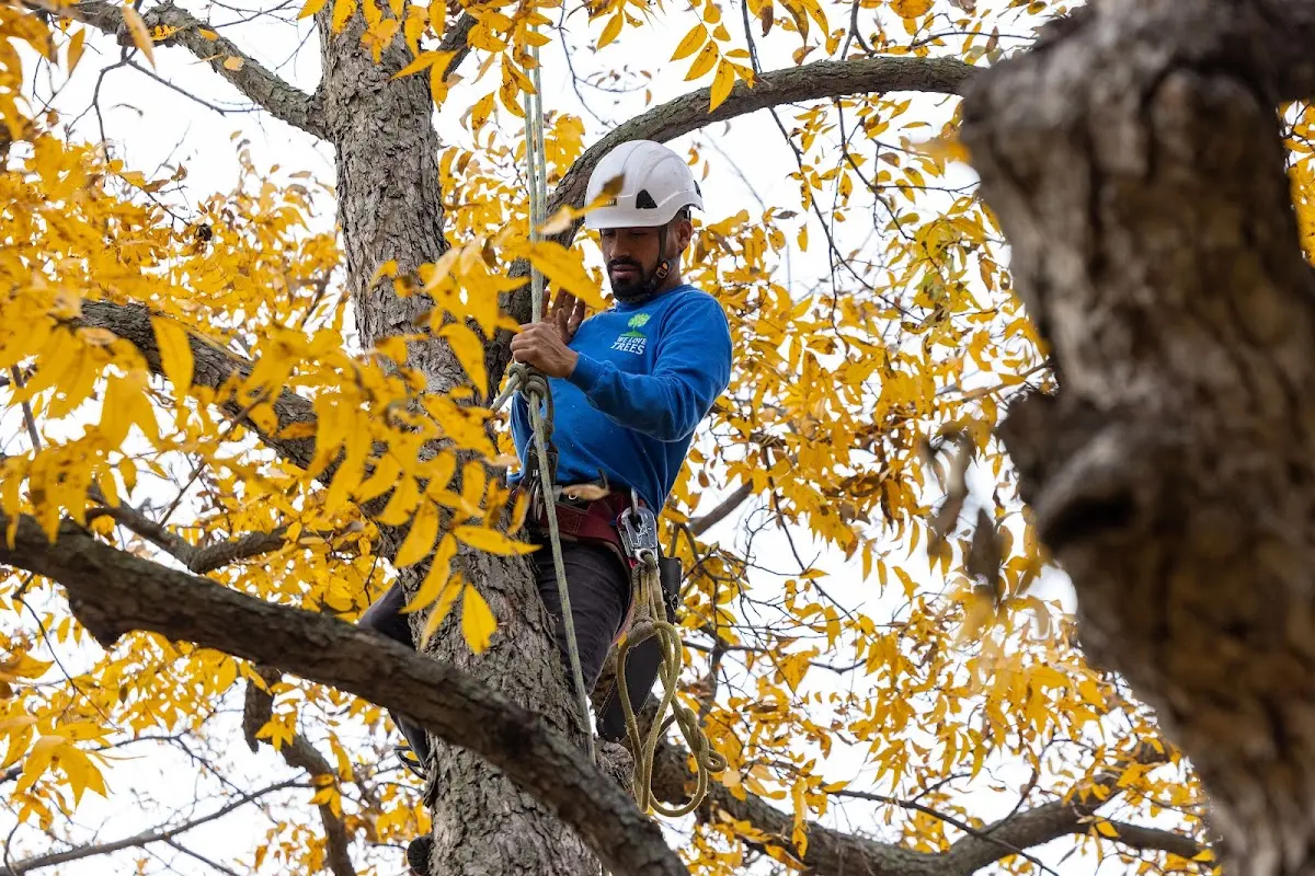 Skilled Tree Trimming crew working in Rayville